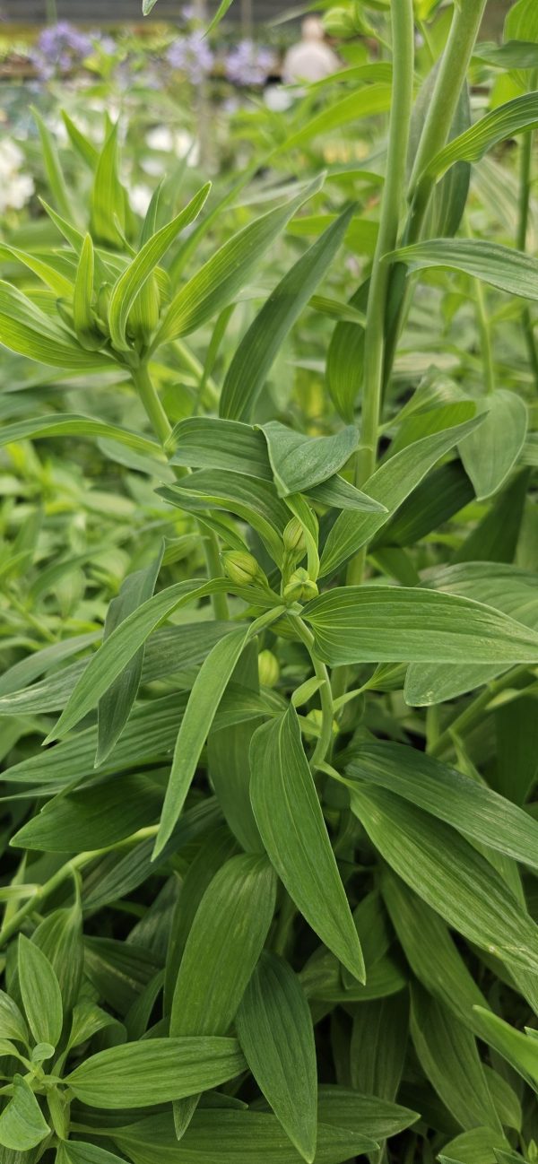 Alstroemeria Summer Paradise Collection ‘Summer Sky’
