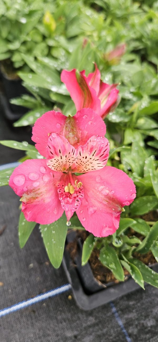 Alstroemeria inca candy Alstroemeria inca candy