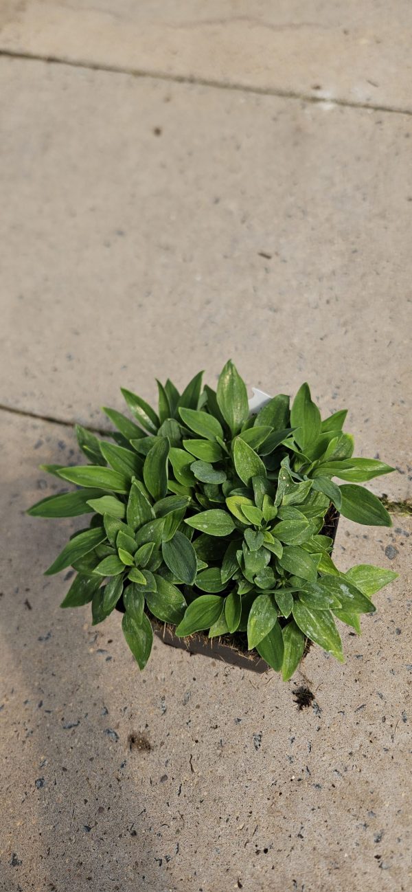 Alstroemeria ‘Inca Goal’