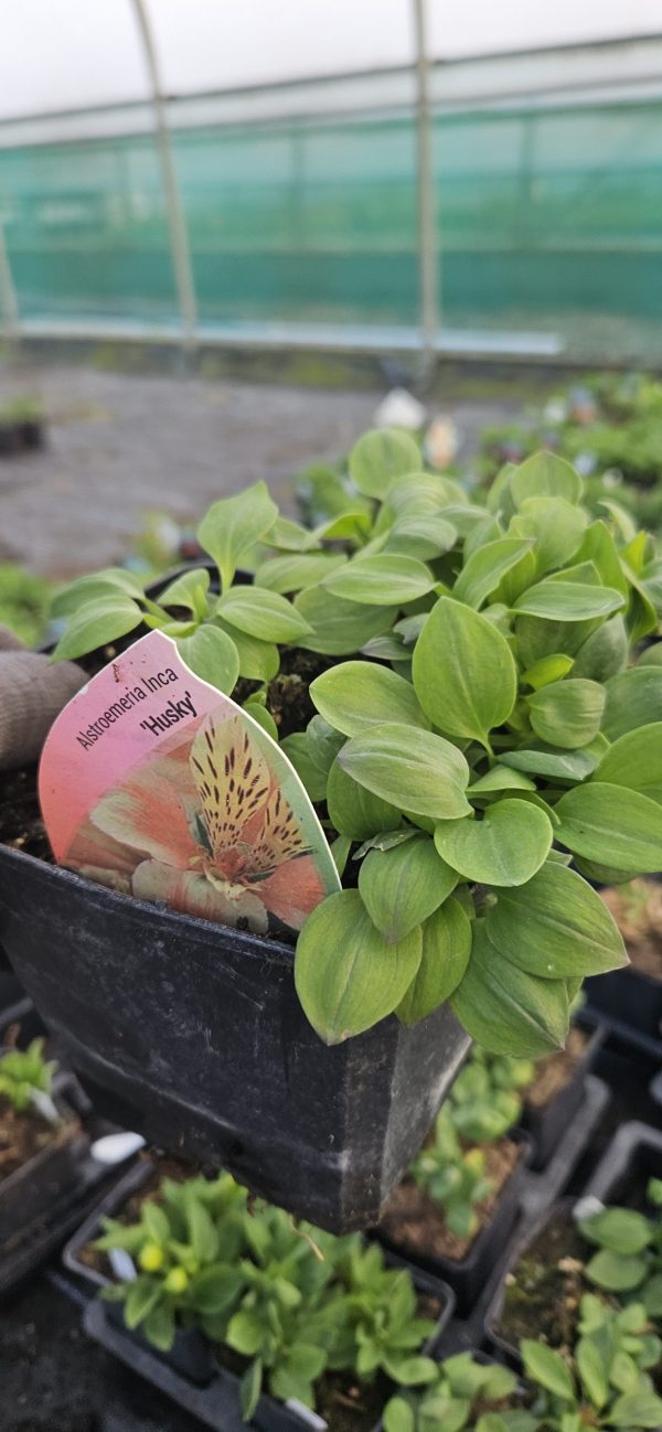Alstroemeria ‘Inca Husky’ Alstroemeria ‘Inca Husky’