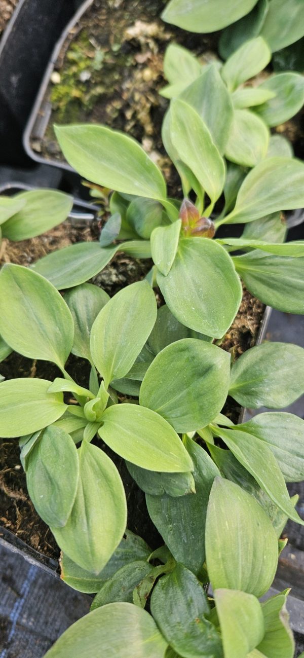 Alstroemeria ‘Inca Husky’2 Alstroemeria ‘Inca Husky’