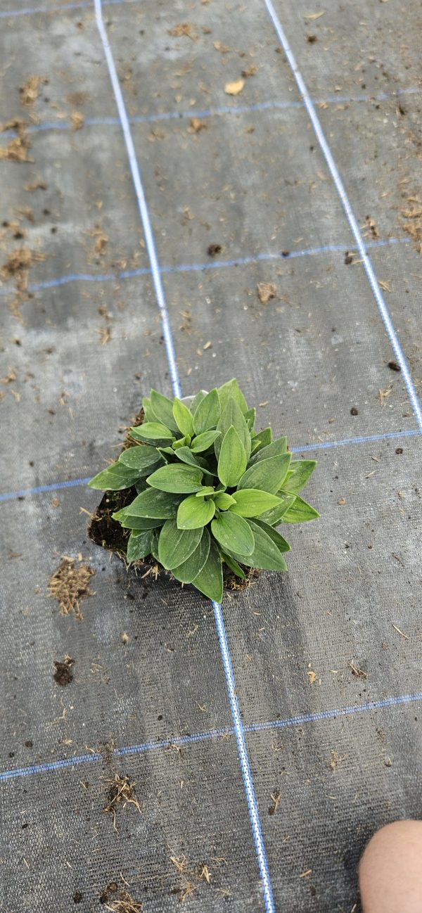 Alstroemeria ‘Inca Sweety’