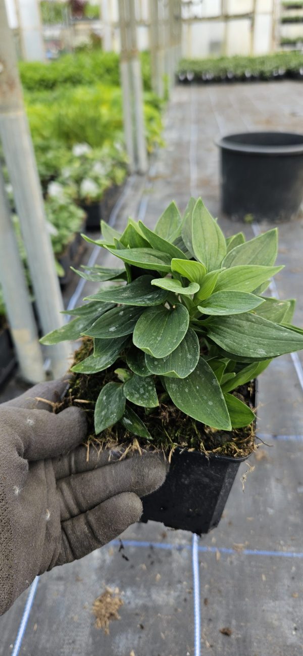 Alstroemeria ‘Inca Sweety’