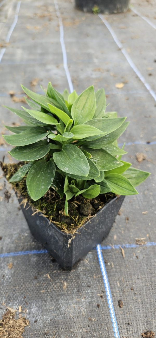 Alstroemeria ‘Inca Sweety’