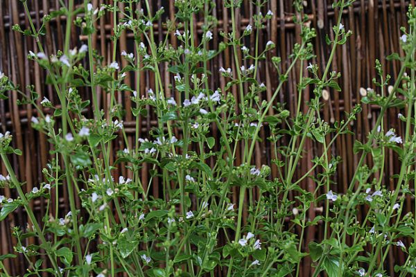 Calamintha nepeta subsp. nepeta Calamintha nepeta subsp. nepeta