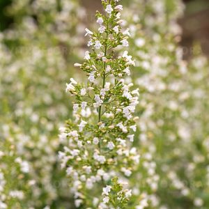 Calamintha nepeta subsp. nepeta