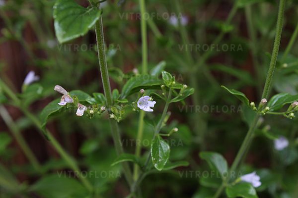 Calamintha nepeta subsp. nepeta4 Calamintha nepeta subsp. nepeta