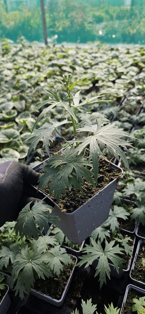 Delphinium 'Delft Blue'