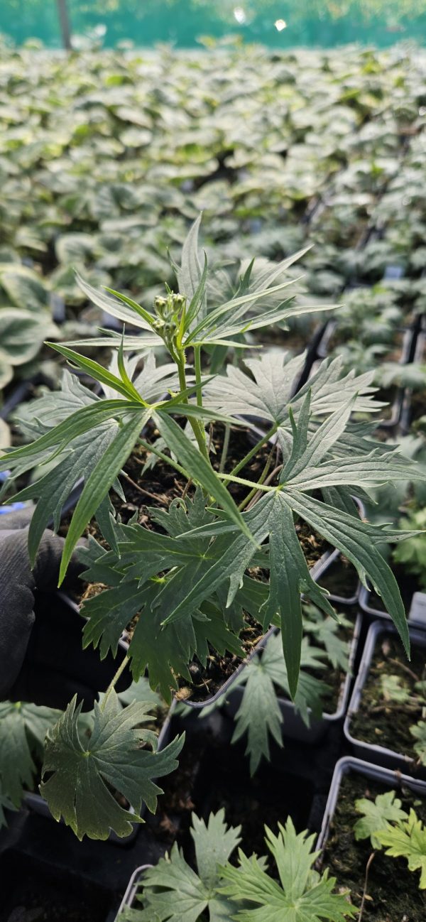 Delphinium 'Delft Blue'