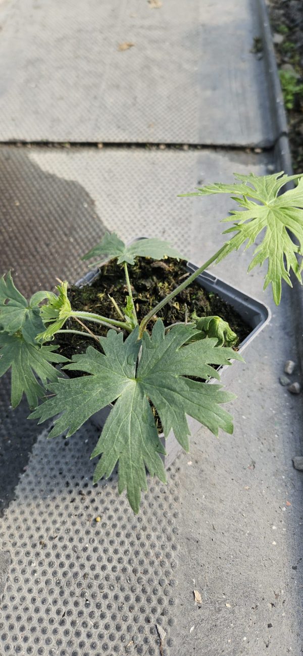 Delphinium 'Delft Blue'