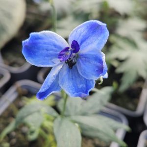 Delphinium 'Delft Blue'