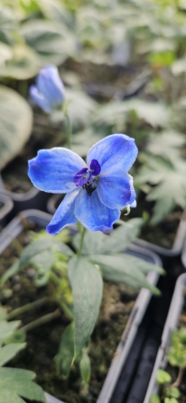 Delphinium 'Delft Blue'