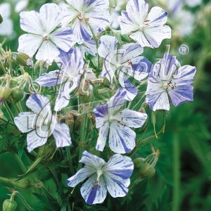 Geranium pratense 'Striatum'