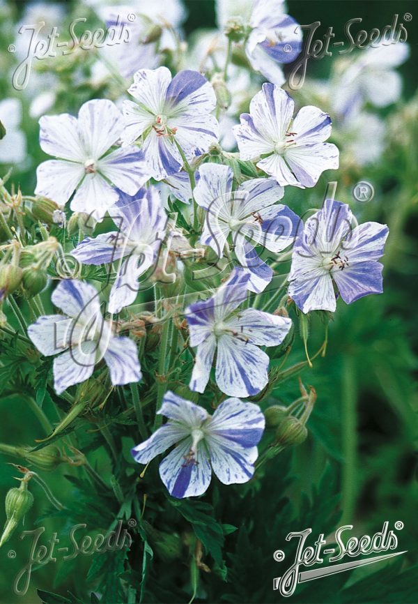 Geranium pratense 'Striatum' Geranium pratense 'Striatum'