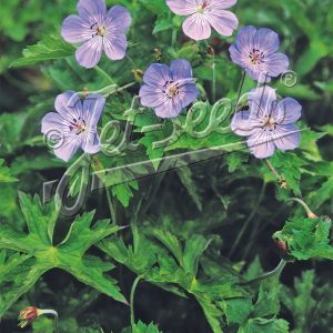 Geranium wallichianum 'Buxton's Variety'