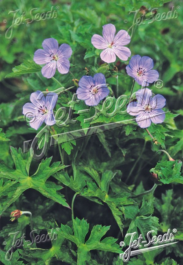 Geranium wallichianum 'Buxton's Variety' Geranium wallichianum 'Buxton's Variety'