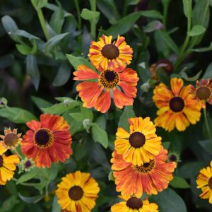 Helenium 'Waltraut'