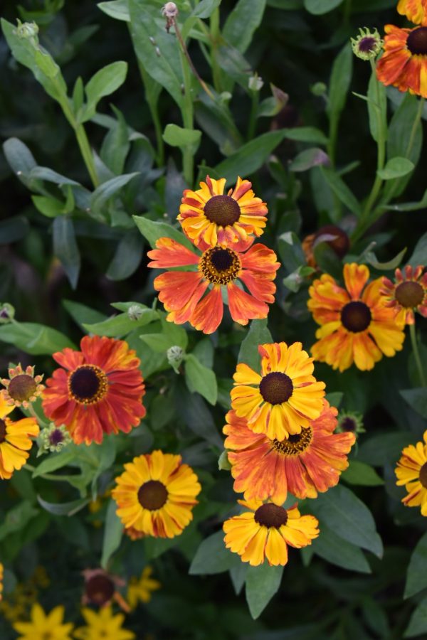 Helenium 'Waltraut' Helenium 'Waltraut'
