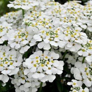 Iberis sempervirens 'Masterpiece'