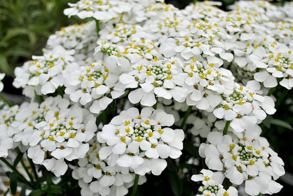 Iberis sempervirens 'Masterpiece' Iberis sempervirens 'Masterpiece'