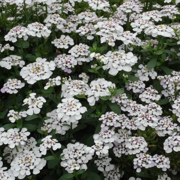 Iberis sempervirens 'Masterpiece'2 Iberis sempervirens 'Masterpiece'