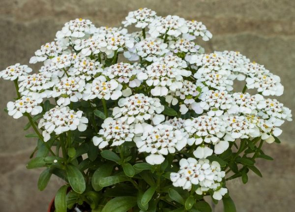 Iberis sempervirens 'Masterpiece'3 Iberis sempervirens 'Masterpiece'