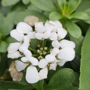 Iberis sempervirens 'Masterpiece'