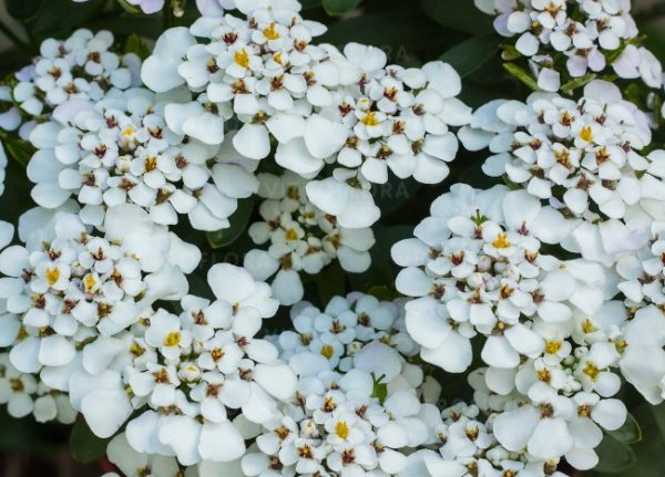 Iberis sempervirens 'Masterpiece'4 Iberis sempervirens 'Masterpiece'