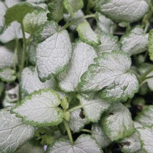 Lamium maculatum 'Beacon Silver'