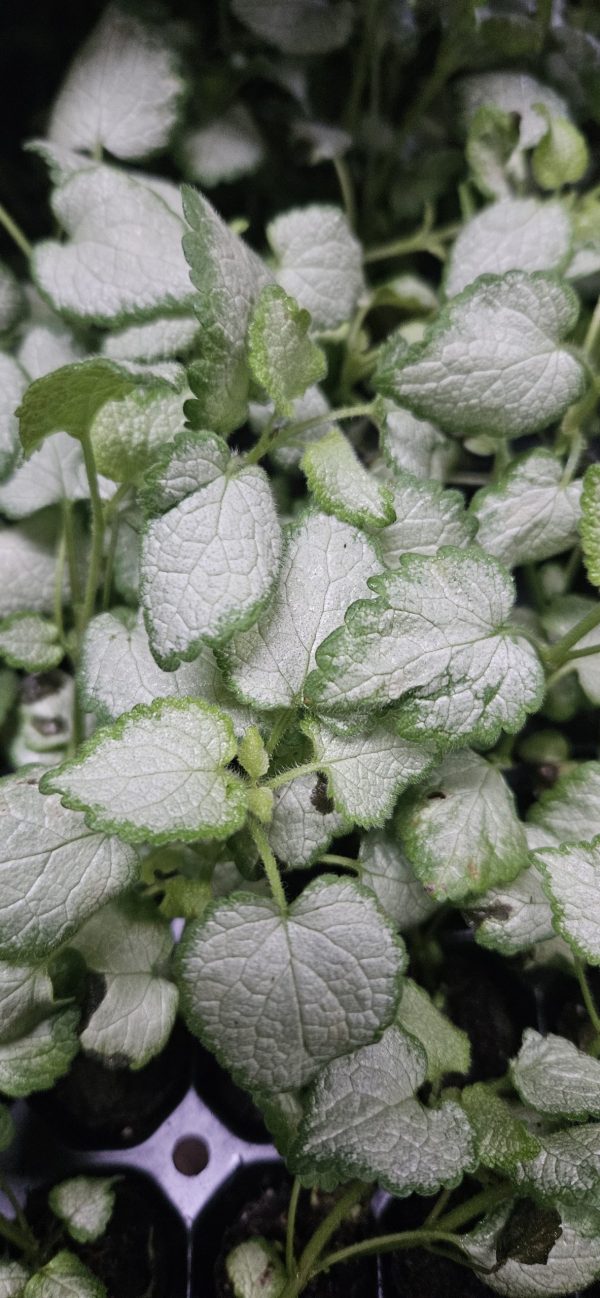 Lamium maculatum 'Beacon Silver' Lamium maculatum 'Beacon Silver'