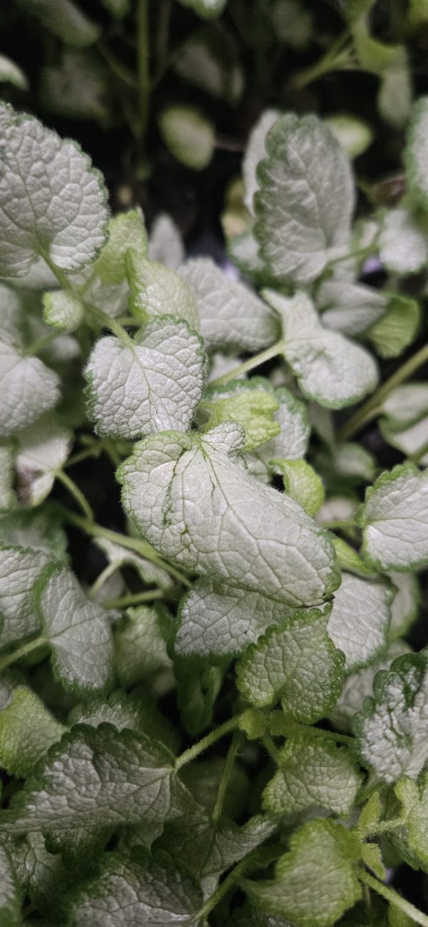 Lamium maculatum 'Beacon Silver' 2 Lamium maculatum 'Beacon Silver'