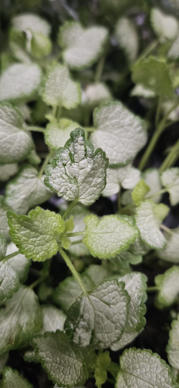 Lamium maculatum 'Beacon Silver' 3 Lamium maculatum 'Beacon Silver'