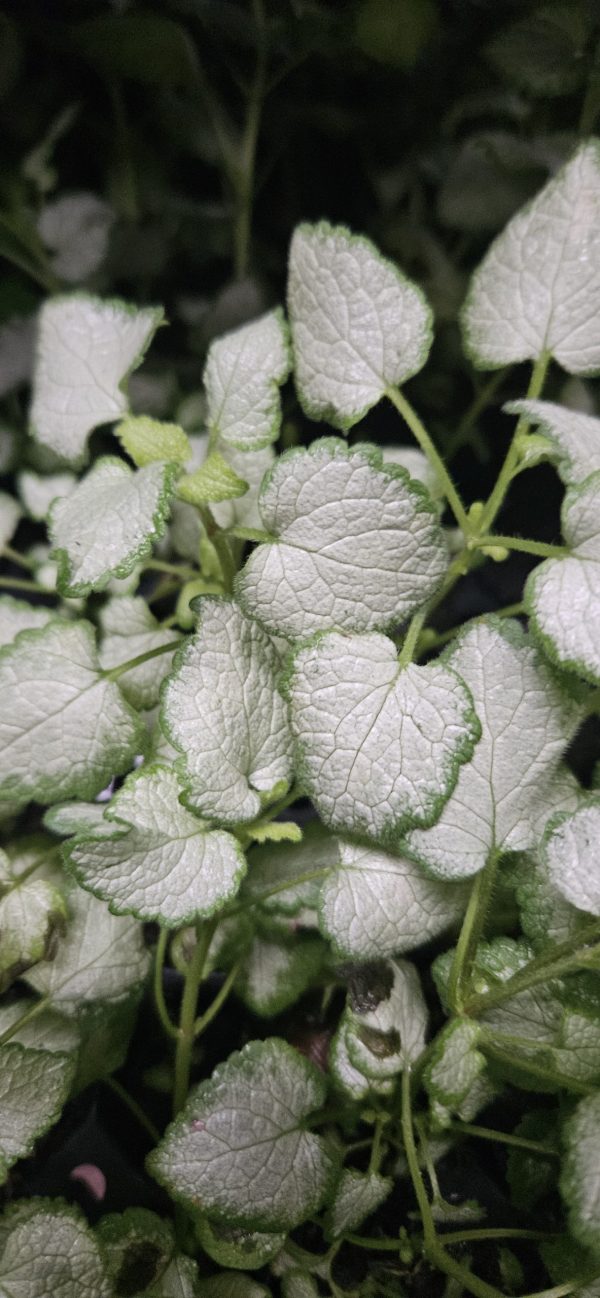 Lamium maculatum 'Beacon Silver' 4 Lamium maculatum 'Beacon Silver'