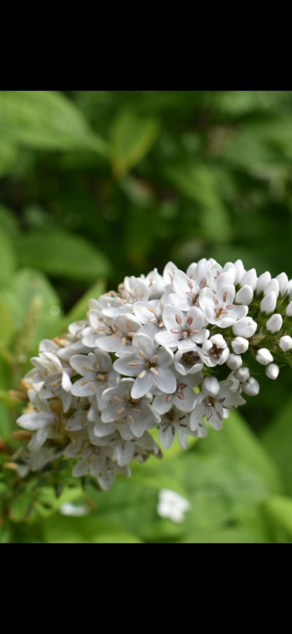 Lysimachia clethroides Lysimachia clethroides