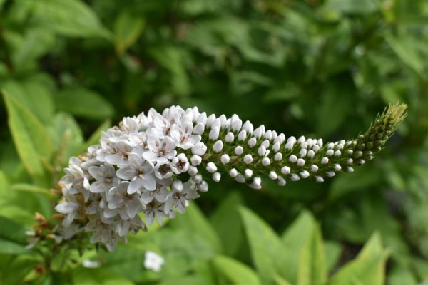 Lysimachia clethroides3 Lysimachia clethroides