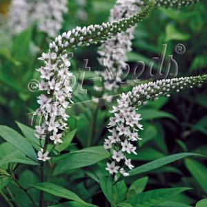 Lysimachia clethroides