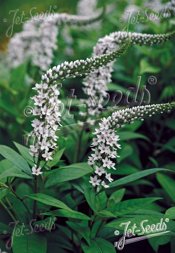 Lysimachia clethroides4 Lysimachia clethroides
