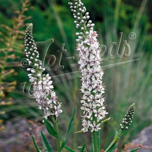 Lysimachia ephemerum