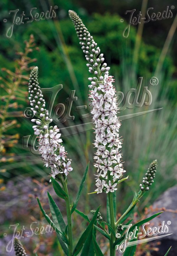 Lysimachia ephemerum Lysimachia ephemerum