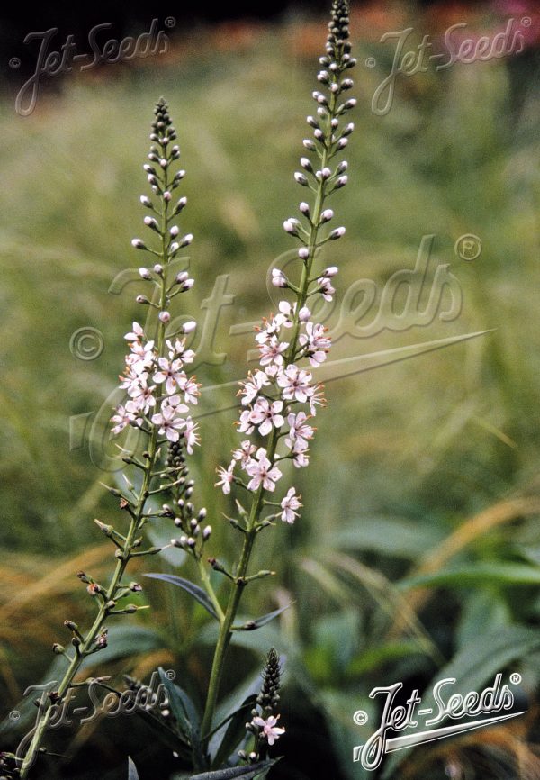 Lysimachia ephemerum2 Lysimachia ephemerum