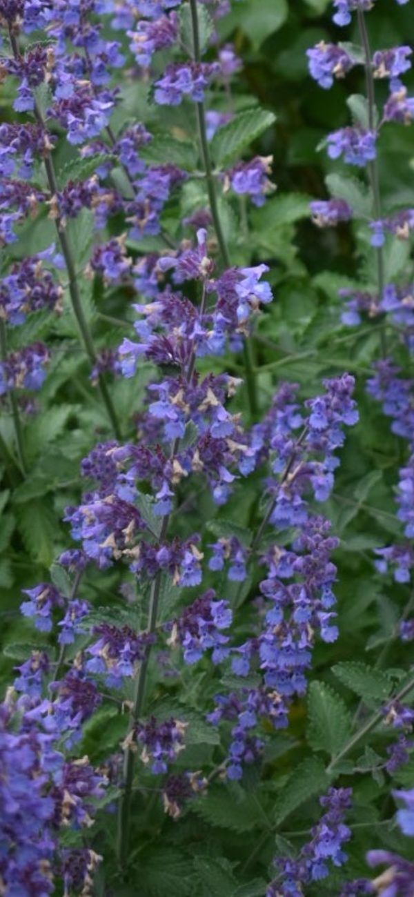 Nepeta 'Six Hills Giant'