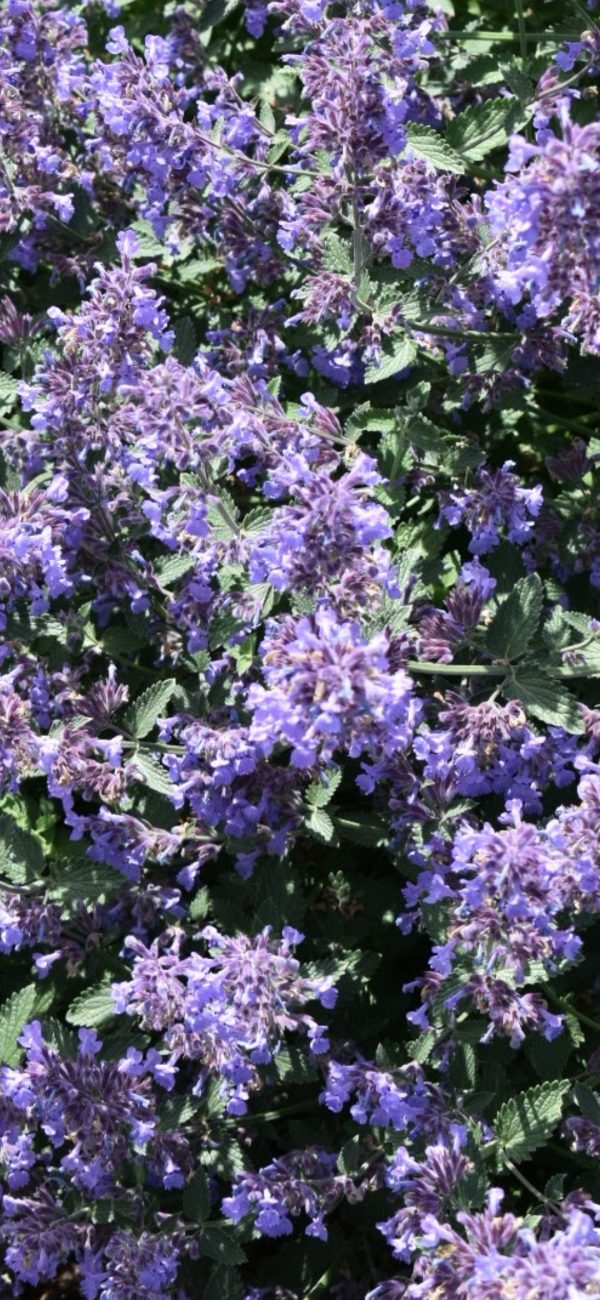 Nepeta 'Six Hills Giant'