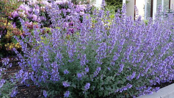 Nepeta 'Six Hills Giant'2 Nepeta 'Six Hills Giant'