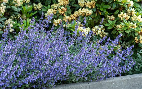 Nepeta 'Six Hills Giant'3 Nepeta 'Six Hills Giant'