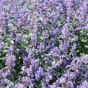 Nepeta 'Six Hills Giant'