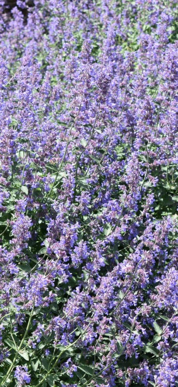 Nepeta 'Six Hills Giant'
