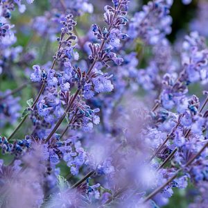 Nepeta 'Six Hills Giant'