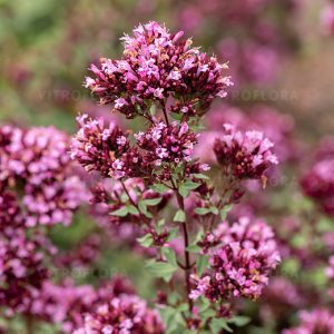 Origanum laevigatum 'Herrenhausen'