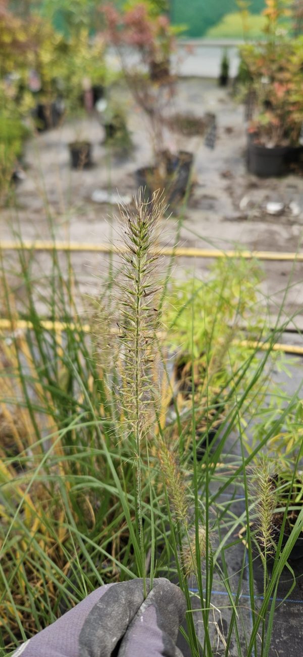 Pennisetum alopecuroides 'Hameln' Pennisetum alopecuroides 'Hameln'