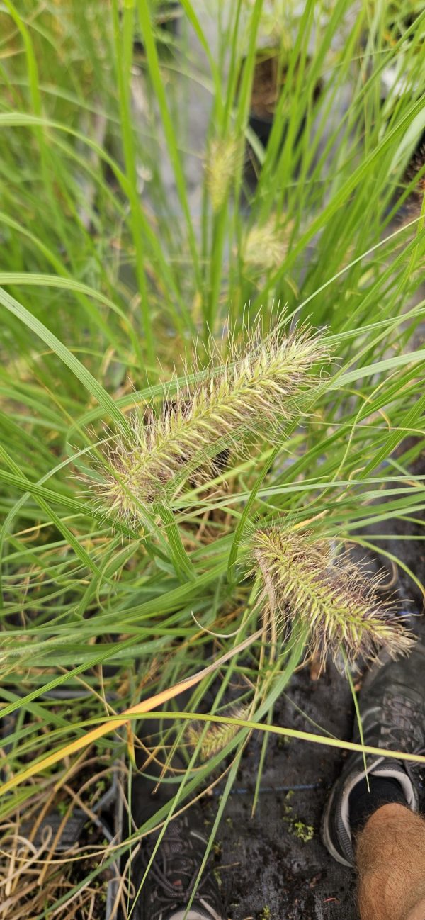 Pennisetum alopecuroides 'Hameln'2 Pennisetum alopecuroides 'Hameln'